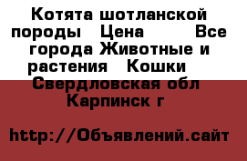 Котята шотланской породы › Цена ­ 40 - Все города Животные и растения » Кошки   . Свердловская обл.,Карпинск г.